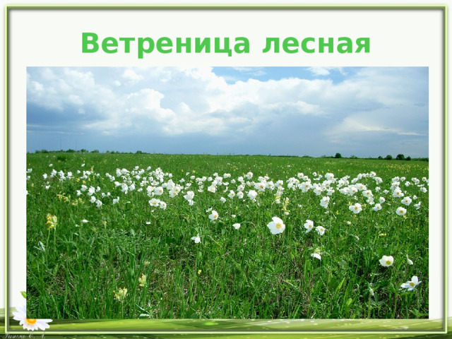 Ветреница лесная 