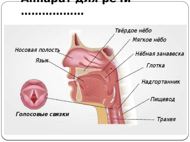 Аппарат для речи - ……………… 