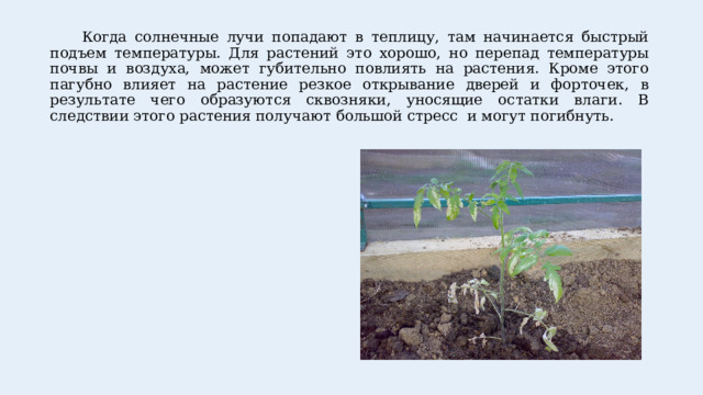  Когда солнечные лучи попадают в теплицу, там начинается быстрый подъем температуры. Для растений это хорошо, но перепад температуры почвы и воздуха, может губительно повлиять на растения. Кроме этого пагубно влияет на растение резкое открывание дверей и форточек, в результате чего образуются сквозняки, уносящие остатки влаги. В следствии этого растения получают большой стресс и могут погибнуть. 