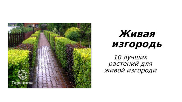 Живая изгородь 10 лучших растений для живой изгороди 