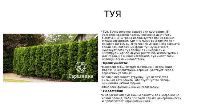 ТУЯ  Туя. Вечнозеленое дерево или кустарник. В условиях средней полосы способна достигать высоты 3 м. Широко используется при создании живых изгородей. Оптимальное расстояние при посадке 80-100 см. В условиях умеренного климата среди разнообразных форм туи лучше всего чувствует себя туя западная «Смарагд» и «Изумруд». Среди других растений, используемых для создания живых изгородей, туя имеет свои преимущества и недостатки.  Преимущества : Выносливость. Не требовательна к освещению, морозо- и жаростойка, хорошо чувствует себя в городских условиях. Хорошо переносит стрижку. Туя отличается сильным ветвлением, образует густой забор, принимает любые формы. Обладает фитонцидными свойствами.  Недостатки: К недостаткам туи можно отнести ее выгорание на ярком солнце, хвоя при этом теряет декоративность и приобретает коричневый цвет. 