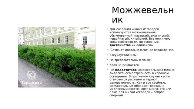 Можжевельник Для создания живых изгородей используются можжевельник обыкновенный, казацкий, виргинский, чешуйчатый, китайский. Все они имеют свои особенности, но основные достоинства их одинаковы:  Создают довольно плотное ограждение. Засухоустойчивы. Не требовательны к почве. Хвоя не осыпается.  Из недостатков можжевельника можно выделить его потребность в хорошем освещении. В противном случае кусты становятся рыхлыми и теряют декоративность. Как и все хвойные, можжевельник обладает довольно медленным ростом, хотя минус это или плюс для живой изгороди – вопрос спорный. 
