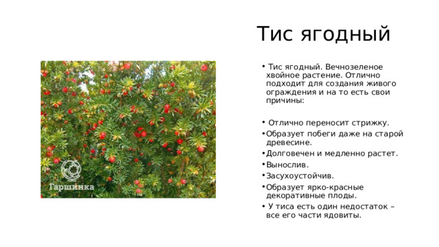 Тис ягодный  Тис ягодный. Вечнозеленое хвойное растение. Отлично подходит для создания живого ограждения и на то есть свои причины:  Отлично переносит стрижку. Образует побеги даже на старой древесине. Долговечен и медленно растет. Вынослив. Засухоустойчив. Образует ярко-красные декоративные плоды.  У тиса есть один недостаток – все его части ядовиты. 