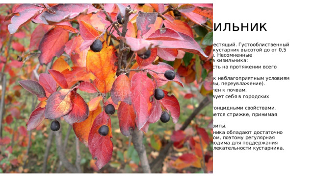 Кизильник  Кизильник блестящий. Густооблиственный листопадный кустарник высотой до от 0,5 до 1,5 метров. Несомненные преимущества кизильника:  Декоративность на протяжении всего сезона. Устойчивость к неблагоприятным условиям (засухи, морозы, переувлажение). Не требователен к почвам. Хорошо чувствует себя в городских условиях. Обладает фитонцидными свойствами. Хорошо поддается стрижке, принимая любую форму. Плоды не ядовиты.  Ветви кизильника обладают достаточно быстрым ростом, поэтому регулярная обрезка необходима для поддержания формы и привлекательности кустарника. 