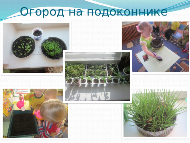 Огород на подоконнике 