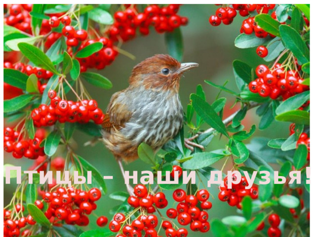 Птицы – наши друзья! 