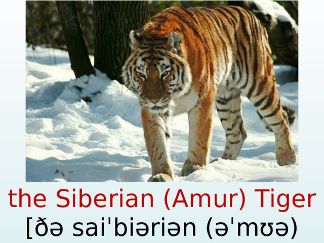 the Siberian (Amur) Tiger [ðə saiˈbiəriən (əˈmʊə)ˈtaigə]  