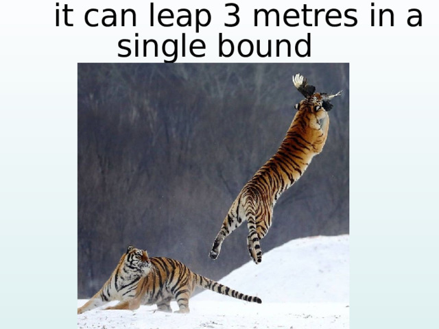  it can leap 3 metres in a single bound 