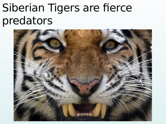 Siberian Tigers are fierce predators  [ fiəs ]   
