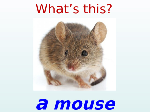 Wh a t’s this? a  mouse 
