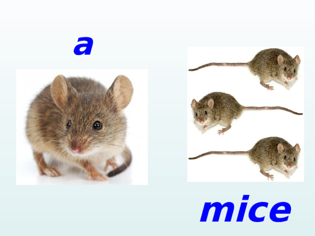 a  mouse mice 