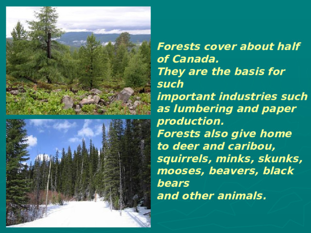 Forests cover about half of Canada. They are the basis for such important industries such as lumbering and paper production. Forests also give home to deer and caribou, squirrels, minks, skunks, mooses, beavers, black bears and other animals.  