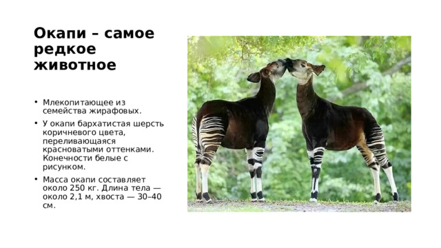 Окапи – самое редкое животное Млекопитающее из семейства жирафовых. У окапи бархатистая шерсть коричневого цвета, переливающаяся красноватыми оттенками. Конечности белые с рисунком. Масса окапи составляет около 250 кг. Длина тела — около 2,1 м, хвоста — 30–40 см.  