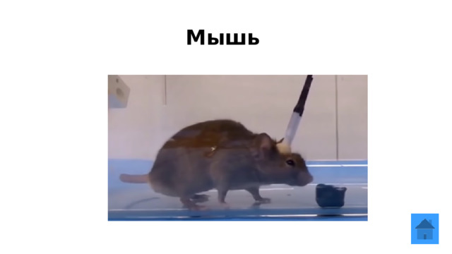 Мышь  