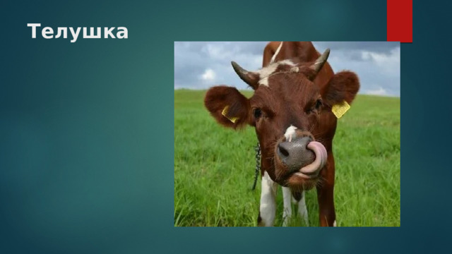 Телушка 