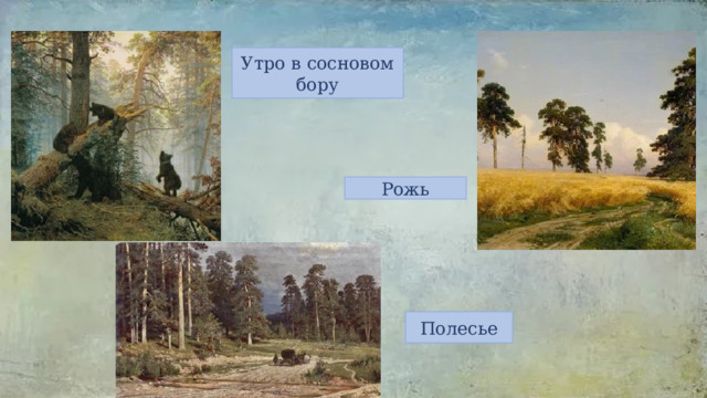 Утро в сосновом бору Рожь Полесье 