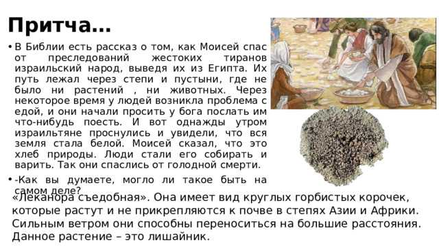 Притча… В Библии есть рассказ о том, как Моисей спас от преследований жестоких тиранов израильский народ, выведя их из Египта. Их путь лежал через степи и пустыни, где не было ни растений , ни животных. Через некоторое время у людей возникла проблема с едой, и они начали просить у бога послать им что-нибудь поесть. И вот однажды утром израильтяне проснулись и увидели, что вся земля стала белой. Моисей сказал, что это хлеб природы. Люди стали его собирать и варить. Так они спаслись от голодной смерти. -Как вы думаете, могло ли такое быть на самом деле? «Леканора съедобная». Она имеет вид круглых горбистых корочек, которые растут и не прикрепляются к почве в степях Азии и Африки. Сильным ветром они способны переноситься на большие расстояния. Данное растение – это лишайник. 