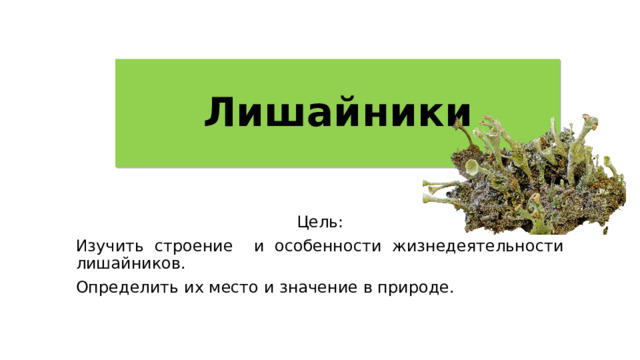 Лишайники Цель: Изучить строение и особенности жизнедеятельности лишайников. Определить их место и значение в природе. 