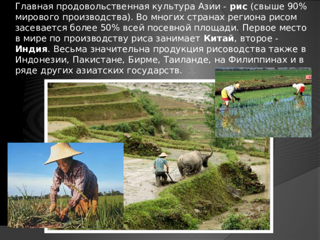 Главная продовольственная культура Азии - рис (свыше 90% мирового производства). Во многих странах региона рисом засевается более 50% всей посевной площади. Первое место в мире по производству риса занимает Китай , второе - Индия . Весьма значительна продукция рисоводства также в Индонезии, Пакистане, Бирме, Таиланде, на Филиппинах и в ряде других азиатских государств. 