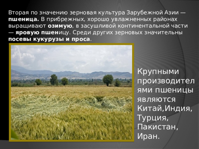 Вторая по значению зерновая культура Зарубежной Азии — пшеница. В прибрежных, хорошо увлажненных районах выращивают озимую , в засушливой континентальной части — яровую пшен ицу. Среди других зерновых значительны посевы кукурузы и проса . Крупными производителями пшеницы являются Китай,Индия, Турция, Пакистан, Иран. 