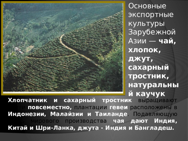 Основные экспортные культуры Зарубежной Азии — чай, хлопок, джут, сахарный тростник, натуральный каучук Хлопчатник и сахарный тростник  выращивают почти повсеместно, плантации гевеи расположены в Индонезии,  Малайзии и Таиланде . Подавляющую часть мирового производства чая дают Индия, Китай и Шри-Ланка, джута - Индия и Бангладеш. 