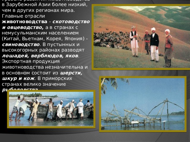 Уровень развития животноводства в Зарубежной Азии более низкий, чем в других регионах мира. Главные отрасли животноводства - скотоводство и овцеводство, а в странах с немусульманским населением (Китай, Вьетнам, Корея, Япония) - свиноводство . В пустынных и высокогорных районах разводят лошадей, верблюдов, яков . Экспортная продукция животноводства незначительна и в основном состоит из шерсти, шкур и кож . В приморских странах велико значение рыболовства. 