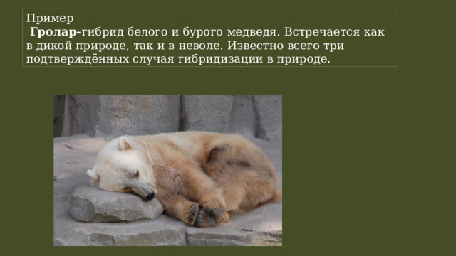 Пример   Гролар- гибрид белого и бурого медведя. Встречается как в дикой природе, так и в неволе. Известно всего три подтверждённых случая гибридизации в природе. 