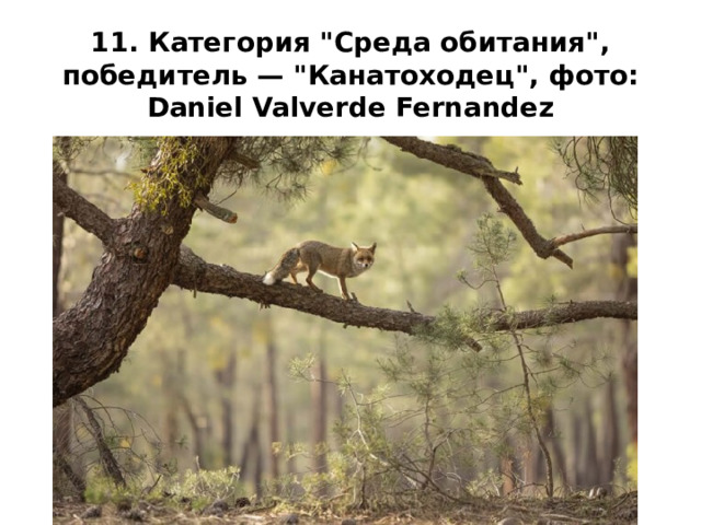 11. Категория 