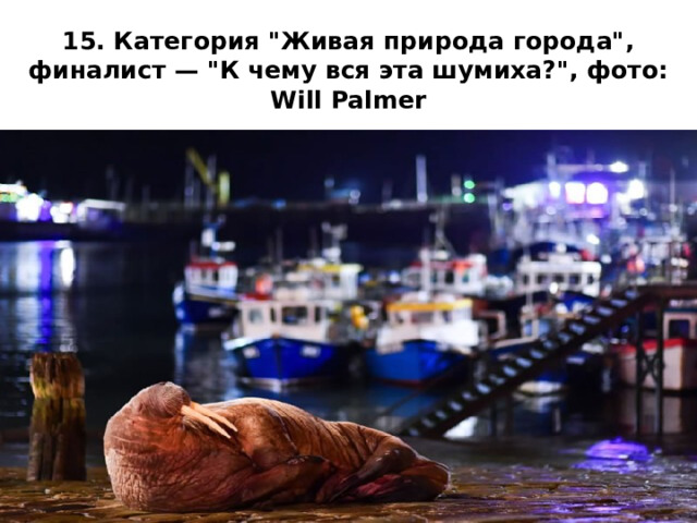 15. Категория 