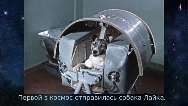 Первой в космос отправилась собака Лайка. 