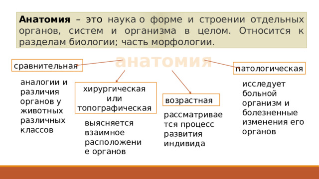 Анатомия – это наука о форме и строении отдельных органов, систем и организма в целом. Относится к разделам биологии; часть морфологии. анатомия сравнительная патологическая аналогии и различия органов у животных различных классов исследует больной организм и  болезненные изменения его органов хирургическая  или  топографическая возрастная   рассматривается процесс развития индивида выясняется взаимное расположение органов 