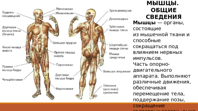 МЫШЦЫ. ОБЩИЕ СВЕДЕНИЯ Мышцы  — органы, состоящие из мышечной ткани и способные сокращаться под влиянием нервных импульсов. Часть опорно-двигательного аппарата. Выполняют различные движения, обеспечивая перемещение тела, поддержание позы, сокращение голосовых связок, дыхание и прочее. 