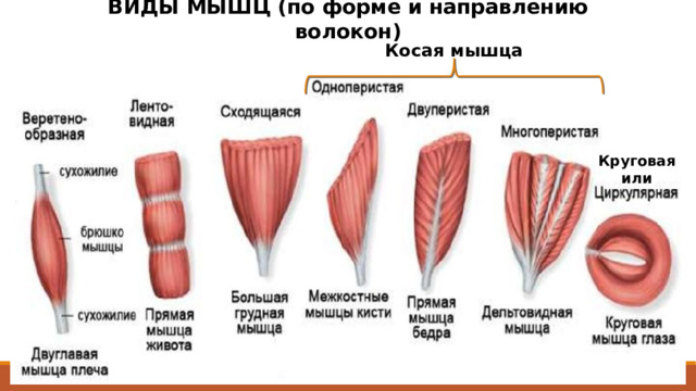 ВИДЫ МЫШЦ (по форме и направлению волокон) Косая мышца Круговая или 