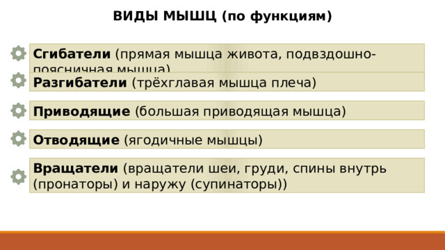 ВИДЫ МЫШЦ (по функциям) Сгибатели (прямая мышца живота, подвздошно-поясничная мышца)  Разгибатели (трёхглавая мышца плеча) Приводящие (большая приводящая мышца)  Отводящие (ягодичные мышцы) Вращатели (вращатели шеи, груди, спины внутрь (пронаторы) и наружу (супинаторы))  