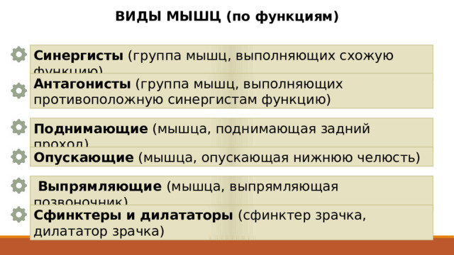 ВИДЫ МЫШЦ (по функциям) Синергисты  (группа мышц, выполняющих схожую функцию) Антагонисты  (группа мышц, выполняющих противоположную синергистам функцию) Поднимающие  (мышца, поднимающая задний проход)  Опускающие  (мышца, опускающая нижнюю челюсть)   Выпрямляющие (мышца, выпрямляющая позвоночник)  Сфинктеры и дилататоры (сфинктер зрачка, дилататор зрачка) 