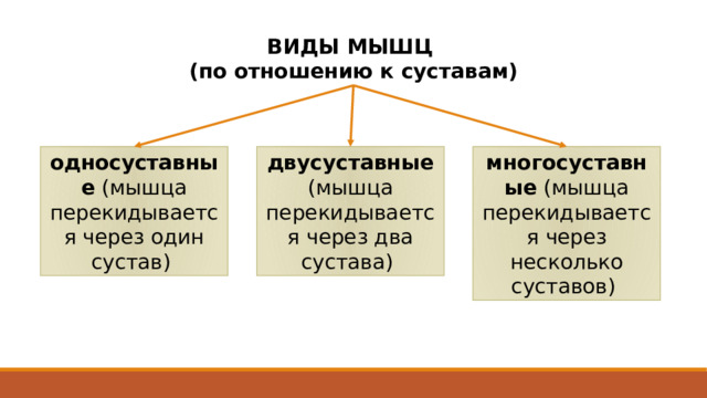 ВИДЫ МЫШЦ (по отношению к суставам) односуставные (мышца перекидывается через один сустав)  двусуставные (мышца перекидывается через два сустава)  многосуставные (мышца перекидывается через несколько суставов)  