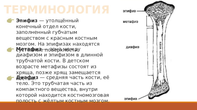 ТЕРМИНОЛОГИЯ Эпифиз  — утолщённый конечный отдел кости, заполненный губчатым веществом с красным костным мозгом. На эпифизах находятся суставные поверхности. Метафиз  — зона между диафизом и эпифизом в длинной трубчатой кости. В детском возрасте метафизы состоят из хряща, позже хрящ замещается костью. Диафиз  — средняя часть кости, её тело. Это трубчатая часть из компактного вещества, внутри которой находится костномозговая полость с жёлтым костным мозгом. 