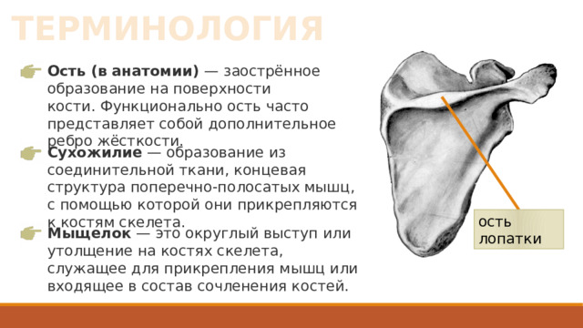 ТЕРМИНОЛОГИЯ Ость (в анатомии) — заострённое образование на поверхности кости. Функционально ость часто представляет собой дополнительное ребро жёсткости. Сухожилие  — образование из соединительной ткани, концевая структура поперечно-полосатых мышц, с помощью которой они прикрепляются к костям скелета.  ость лопатки Мыщелок  — это округлый выступ или утолщение на костях скелета, служащее для прикрепления мышц или входящее в состав сочленения костей. 