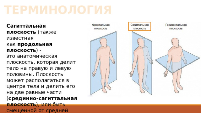 ТЕРМИНОЛОГИЯ Сагиттальная плоскость  (также известная как  продольная плоскость ) - это анатомическая плоскость, которая делит тело на правую и левую половины. Плоскость может располагаться в центре тела и делить его на две равные части ( срединно-сагиттальная плоскость ), или быть смещенной от средней линии и делить его на неравные части ( парасагиттальная ). Sagitta - стрела 5 