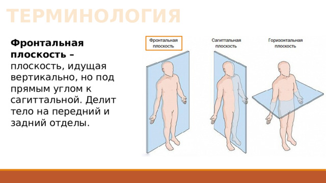 ТЕРМИНОЛОГИЯ Фронтальная плоскость – плоскость, идущая вертикально, но под прямым углом к сагиттальной. Делит тело на передний и задний отделы. 