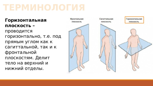 ТЕРМИНОЛОГИЯ Горизонтальная плоскость – проводится горизонтально, т.е. под прямым углом как к сагиттальной, так и к фронтальной плоскостям. Делит тело на верхний и нижний отделы. 