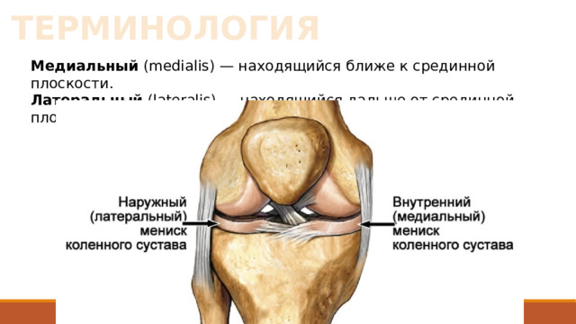 ТЕРМИНОЛОГИЯ Медиальный (medialis) — находящийся ближе к срединной плоскости. Латеральный (lateralis) — находящийся дальше от срединной плоскости. 