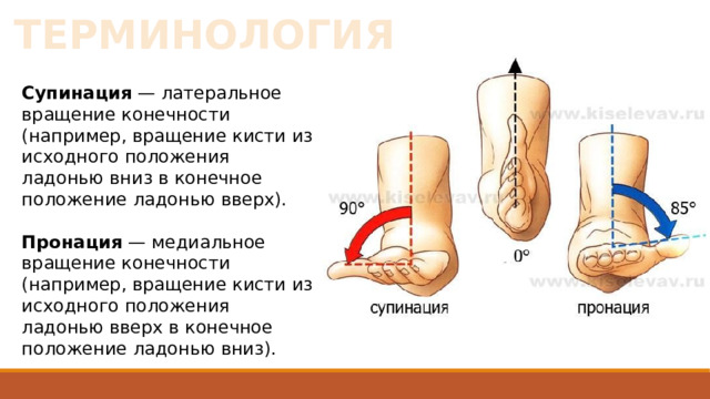 ТЕРМИНОЛОГИЯ Супинация — латеральное вращение конечности (например, вращение кисти из исходного положения ладонью вниз в конечное положение ладонью вверх).  Пронация — медиальное вращение конечности (например, вращение кисти из исходного положения ладонью вверх в конечное положение ладонью вниз). 
