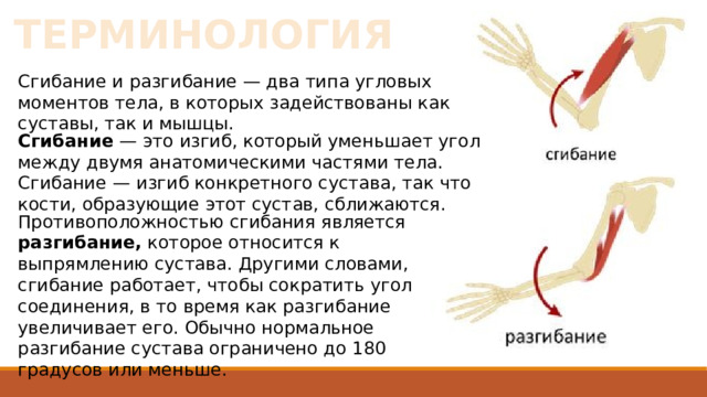 ТЕРМИНОЛОГИЯ Сгибание и разгибание — два типа угловых моментов тела, в которых задействованы как суставы, так и мышцы. Сгибание — это изгиб, который уменьшает угол между двумя анатомическими частями тела. Сгибание  — изгиб конкретного сустава, так что кости, образующие этот сустав, сближаются. Противоположностью сгибания является разгибание, которое относится к выпрямлению сустава. Другими словами, сгибание работает, чтобы сократить угол соединения, в то время как разгибание увеличивает его. Обычно нормальное разгибание сустава ограничено до 180 градусов или меньше. 