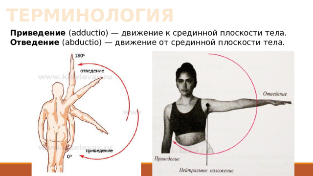 ТЕРМИНОЛОГИЯ Приведение (adductio) — движение к срединной плоскости тела. Отведение (abductio) — движение от срединной плоскости тела. 