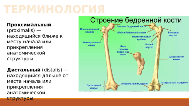 ТЕРМИНОЛОГИЯ Проксимальный (proximalis) — находящийся ближе к месту начала или прикрепления анатомической структуры.  Дистальный (distalis) — находящийся дальше от места начала или прикрепления анатомической структуры. 