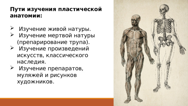 Пути изучения пластической анатомии:  Изучение живой натуры.  Изучение мертвой натуры (препарирование трупа).  Изучение произведений искусств, классического наследия.  Изучение препаратов, муляжей и рисунков художников.   