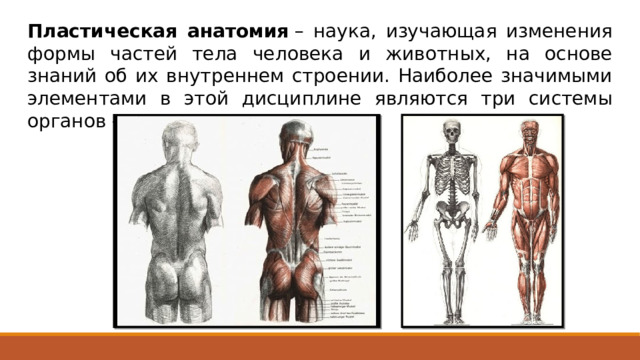 Пластическая анатомия  – наука, изучающая изменения формы частей тела человека и животных, на основе знаний об их внутреннем строении. Наиболее значимыми элементами в этой дисциплине являются три системы органов – кожа, мышцы, скелет .  