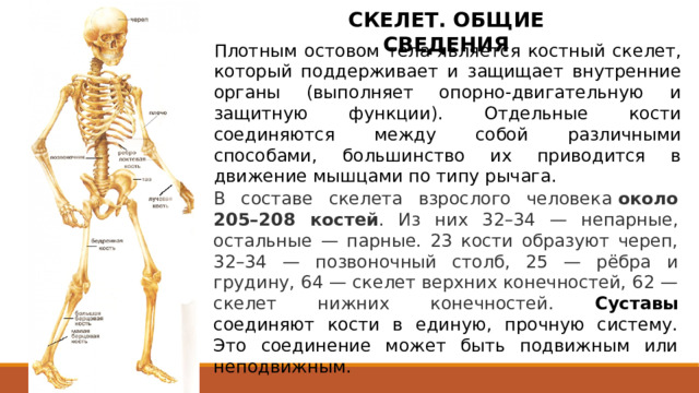 СКЕЛЕТ. ОБЩИЕ СВЕДЕНИЯ Плотным остовом тела является костный скелет, который поддерживает и защищает внутренние органы (выполняет опорно-двигательную и защитную функции). Отдельные кости соединяются между собой различными способами, большинство их приводится в движение мышцами по типу рычага. В составе скелета взрослого человека  около 205–208 костей . Из них 32–34 — непарные, остальные — парные. 23 кости образуют череп, 32–34 — позвоночный столб, 25 — рёбра и грудину, 64 — скелет верхних конечностей, 62 — скелет нижних конечностей. Суставы соединяют кости в единую, прочную систему. Это соединение может быть подвижным или неподвижным. 