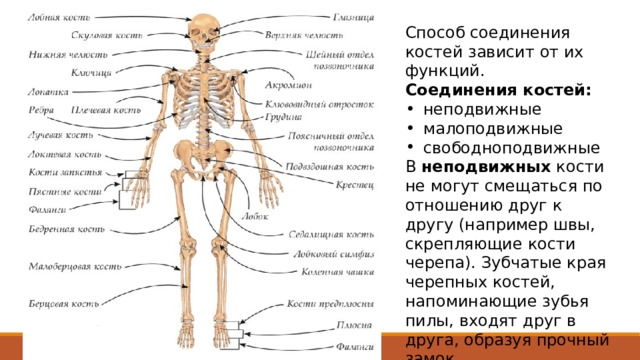 Способ соединения костей зависит от их функций. Соединения костей: неподвижные малоподвижные свободноподвижные В неподвижных кости не могут смещаться по отношению друг к другу (например швы, скрепляющие кости черепа). Зубчатые края черепных костей, напоминающие зубья пилы, входят друг в друга, образуя прочный замок. 